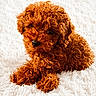 Baya a rejoint le concours — aidez-le/la à gagner de superbes lots ! puppy, dog, curly_fur, reddish_brown, pet, cute, animal, fluffy, lying_down, indoor, white_rug, soft_texture, small_dog, adorable, companion, fur, portrait, young, mammal, domestic_animal