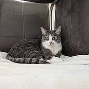 Simba a rejoint le concours — aidez-le/la à gagner de superbes lots ! animal, blanket, cat, chair, cozy, cushion, cute, domestic, feline, fur, gray_cat, green_eyes, indoor, looking_at_camera, metal_frame, pet, relaxed, resting, whiskers, white_cat