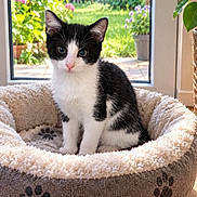 Dobby participe au concours pour gagner de l'argent avec cette photo : cat, kitten, black_and_white, pet, animal, sitting, portrait, indoors, window, garden, flowers, sunlight, pet_bed, plush, paw_prints, furry, blue_eyes, pink_nose, home, cute