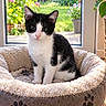 cat, kitten, black_and_white, pet, animal, sitting, portrait, indoors, window, garden, flowers, sunlight, pet_bed, plush, paw_prints, furry, blue_eyes, pink_nose, home, cute