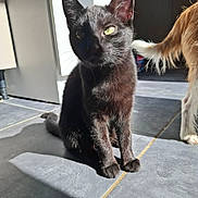 Misty a rejoint le concours — aidez-le/la à gagner de superbes lots ! black_cat, cat, sunlight, shadow, tile_floor, indoor, pet, feline, tail, dog, fur, animal, companion, domestic, sitting, quiet, shadow_play, household, partial_view, curiosity