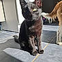 black_cat, cat, sunlight, shadow, tile_floor, indoor, pet, feline, tail, dog, fur, animal, companion, domestic, sitting, quiet, shadow_play, household, partial_view, curiosity