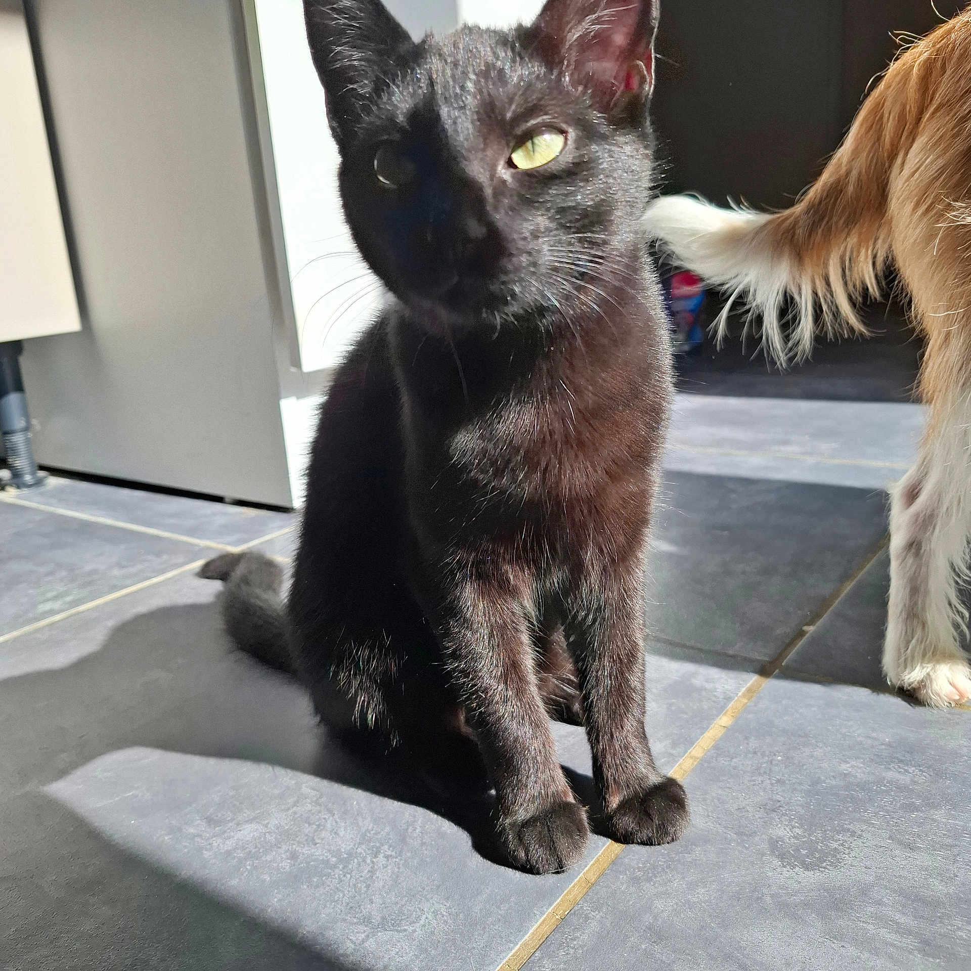 Misty a rejoint le concours — aidez-le/la à gagner de superbes lots ! black_cat, cat, sunlight, shadow, tile_floor, indoor, pet, feline, tail, dog, fur, animal, companion, domestic, sitting, quiet, shadow_play, household, partial_view, curiosity