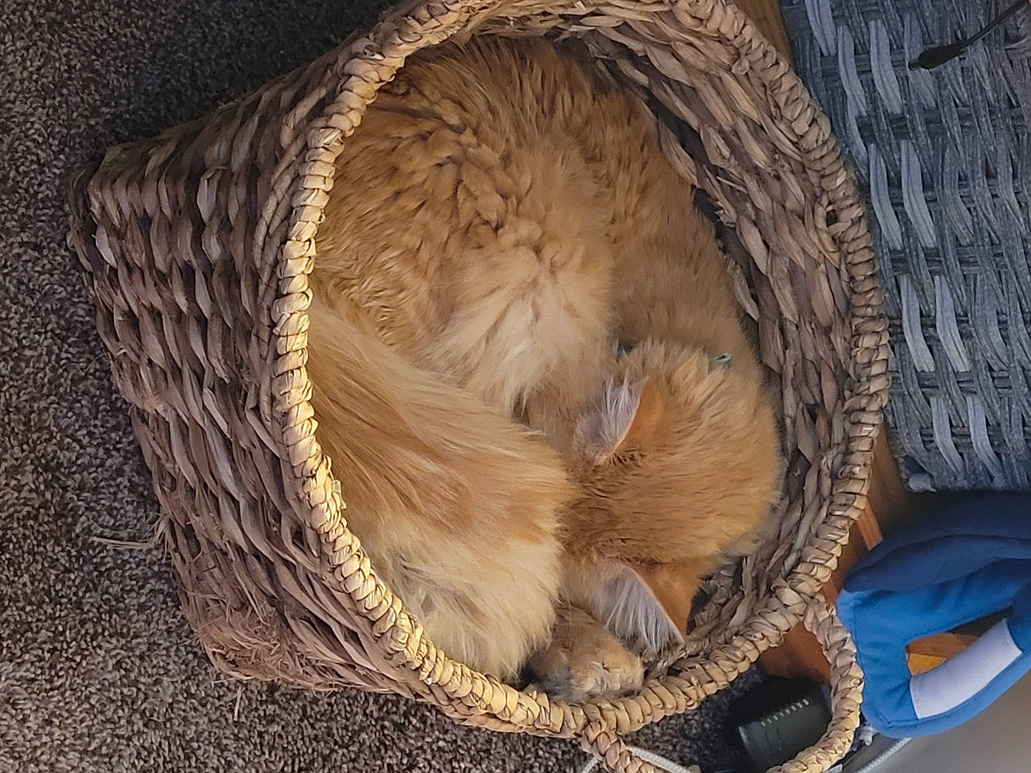 Potato joined the competition — help win amazing prizes! basket, carnivore, cat_bed, circle, companion_dog, dog, dog_breed, fawn, feather, felidae, fur, hat, liver, natural_material, plant, snout, tree, whiskers, wicker, wood