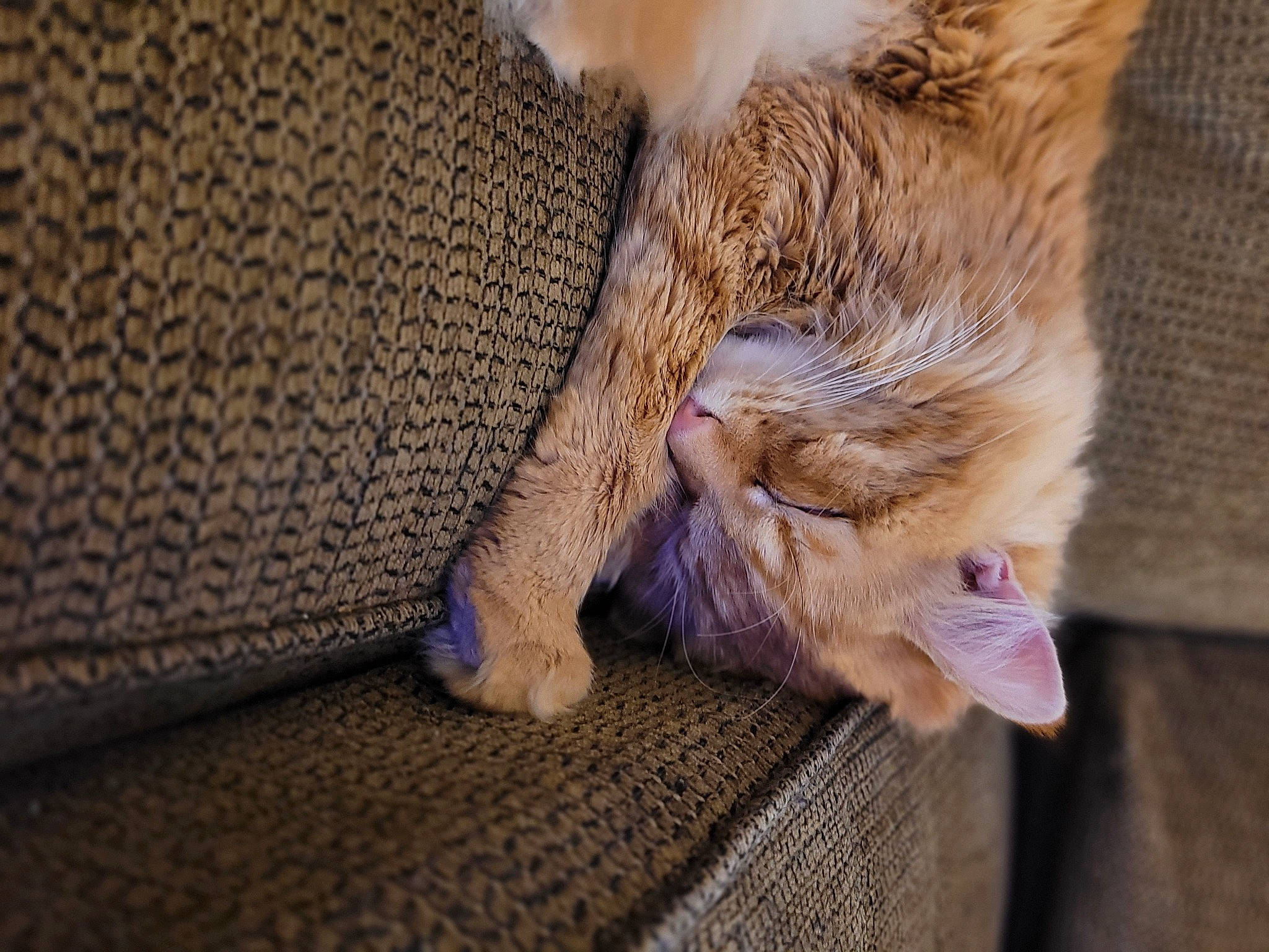 Potato is registered to the contest to win money with this photo: carnivore, cat, claw, comfort, domestic_short_haired_cat, fawn, felidae, foot, fur, human_leg, linens, nap, paw, sleep, small_to_medium_sized_cats, snout, tail, textile, whiskers, wood