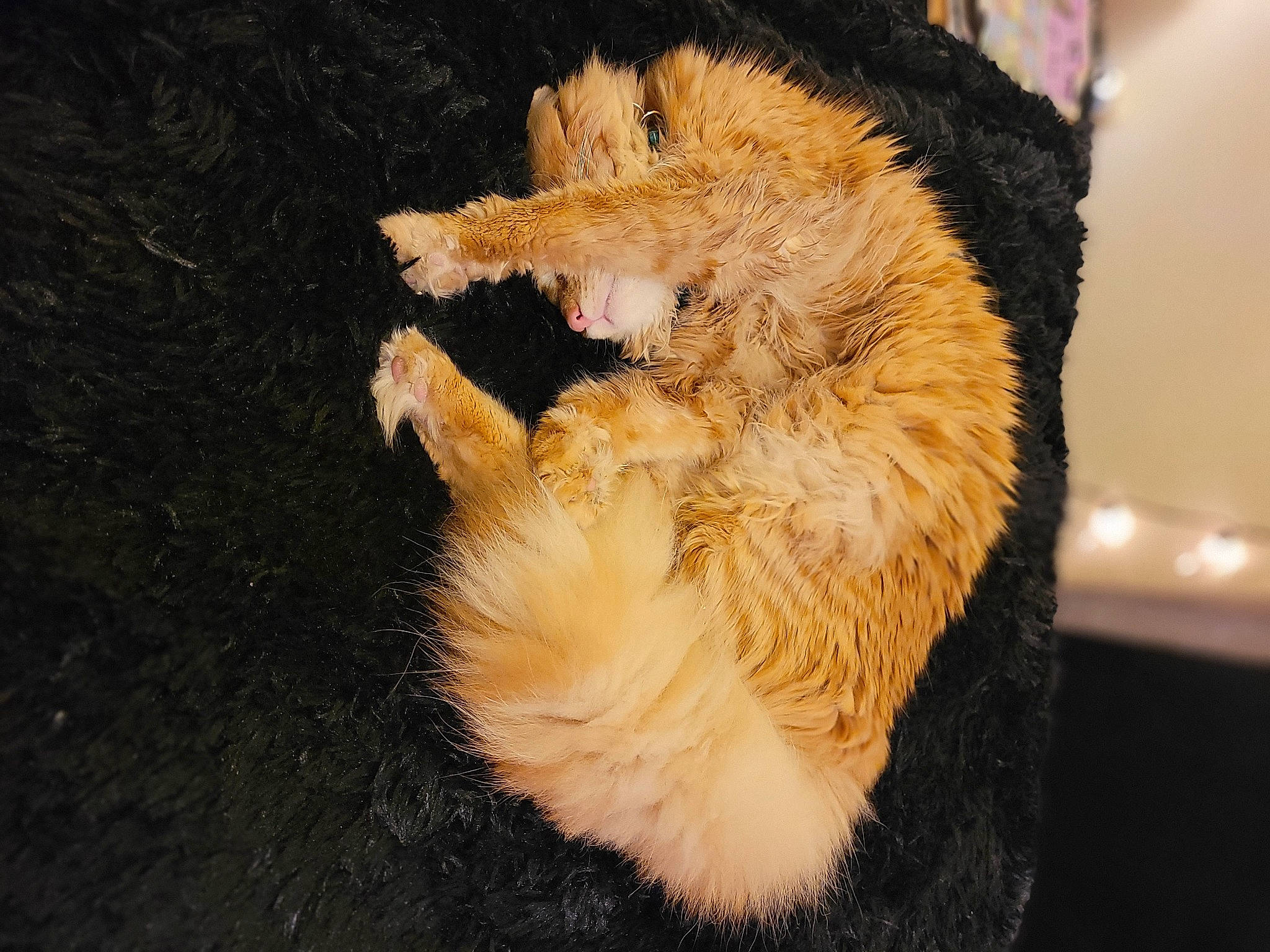 Potato joined the competition — help win amazing prizes! canidae, carnivore, cat, claw, companion_dog, dog_breed, fawn, feather, felidae, foot, fur, paw, small_to_medium_sized_cats, snout, soil, sporting_group, tail, terrestrial_animal, whiskers, wildlife