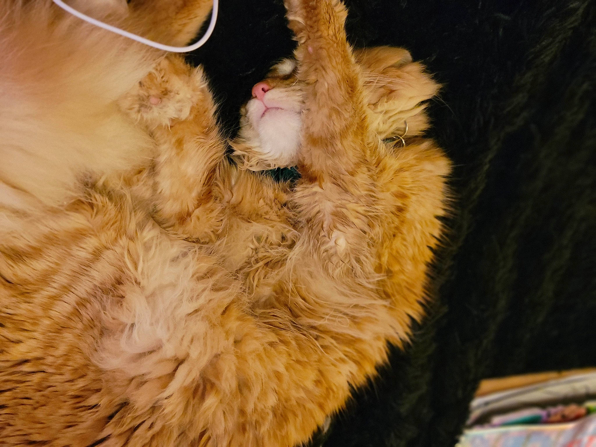 Potato is registered to the contest to win money with this photo: beak, bird, carnivore, chicken, claw, companion_dog, dog_breed, fawn, feather, felidae, fowl, fur, galliformes, livestock, paw, phasianidae, poultry, small_to_medium_sized_cats, tail, whiskers