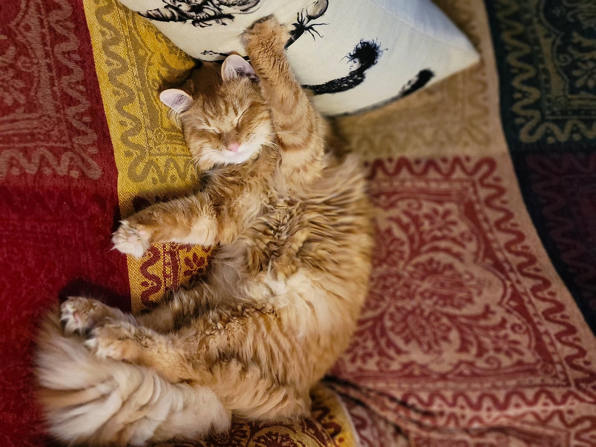 Potato is registered to the contest to win money with this photo: carnivore, cat, cat_supply, claw, comfort, dishware, domestic_short_haired_cat, fawn, felidae, fur, linens, nap, paw, small_to_medium_sized_cats, snout, tail, terrestrial_animal, vehicle, whiskers