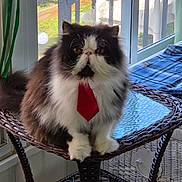 Scooter Butt is registered to the contest to win money with this photo: cat, persian_cat, long_hair, red_tie, tie, pet, indoor, wicker_table, window, curtain, whiskers, paws, sitting, furniture, portrait, golden_eyes, fluffy, white_markings, sunlight, balcony