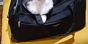 Olaf participe au concours pour gagner de l'argent avec cette photo : accessories, animal, bag, baggage, bed, bedroom, briefcase, cat, furniture, handbag, hardwood, indoors, kitten, manx, pet, purse, room, strap, suitcase, wood