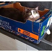 Olaf a rejoint le concours — aidez-le/la à gagner de superbes lots ! animal, box, cardboard, cat, container, corse, countertop, curious, domaine_margine, domestic_animal, feline, gray_fur, green_eyes, indoors, kitchen, pet, pomelo, resting, white_fur, wide_eyes