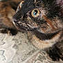 cat, kitten, tortoiseshell, close_up, portrait, whiskers, wide_eyes, gaze, pet, domestic_cat, fur, nose, ear, indoor, curious, paws, texture, patterned, bedding, portrait_photography