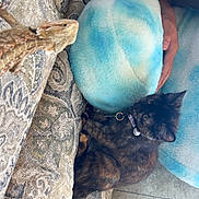 Zipper is registered to the contest to win money with this photo: cat, kitten, tortoiseshell_cat, reptile, bearded_dragon, lizard, couch, pillow, patterned_upholstery, plush_pillow, pet, collar, human_hand, indoor, cozy, curious, closeup, floor, vertical_photo, nap_time