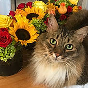 Stewie is registered to the contest to win money with this photo: cat, tabby_cat, flower_bouquet, sunflower, rose, green_eyes, fluffy_fur, wooden_table, indoor, pet, animal, plant, colorful, close_up, nature, domestic_cat, vase, still_life, relaxed, cute