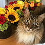 cat, tabby_cat, flower_bouquet, sunflower, rose, green_eyes, fluffy_fur, wooden_table, indoor, pet, animal, plant, colorful, close_up, nature, domestic_cat, vase, still_life, relaxed, cute