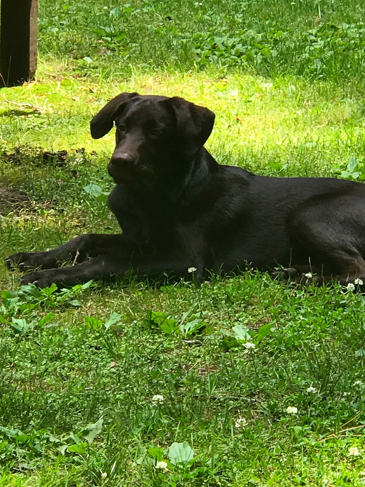 Tate joined the competition — help win amazing prizes! borador, canidae, carnivore, companion_dog, dog, dog_breed, grass, hunting_dog, labrador_retriever, mammal, patterdale_terrier, sporting_group, vertebrate