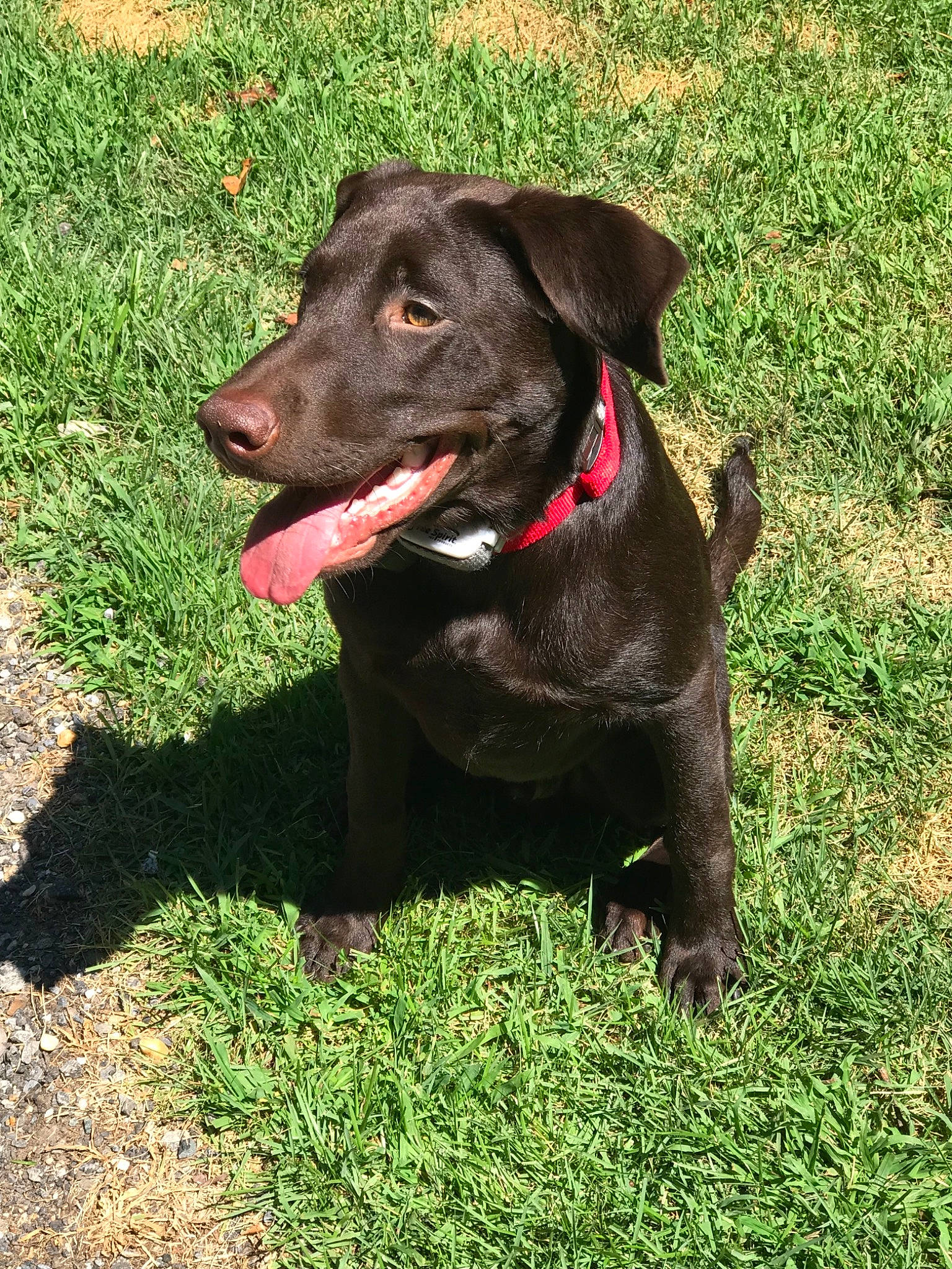 Tate is registered to the contest to win money with this photo: borador, canidae, carnivore, dog, dog_breed, dog_collar, gladiolus, grass, hunting_dog, labrador_retriever, liver, mammal, mountain_cur, patterdale_terrier, plant, rare_breed_dog, sporting_group, vertebrate