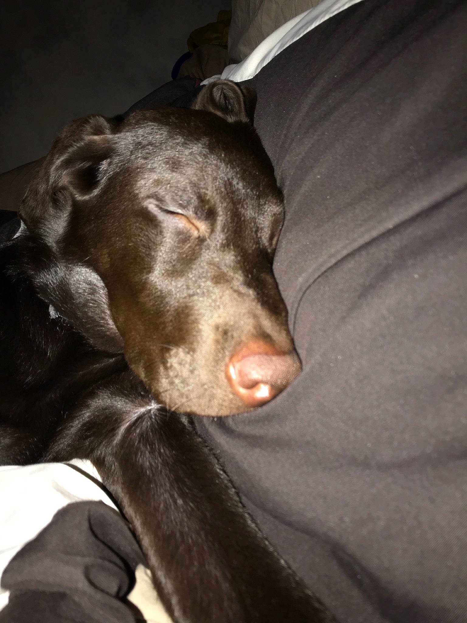 Tate joined the competition — help win amazing prizes! canidae, carnivore, dog, dog_breed, ear, italian_greyhound, mammal, nose, pointing_breed, snout, sporting_group, vertebrate, weimaraner, whiskers