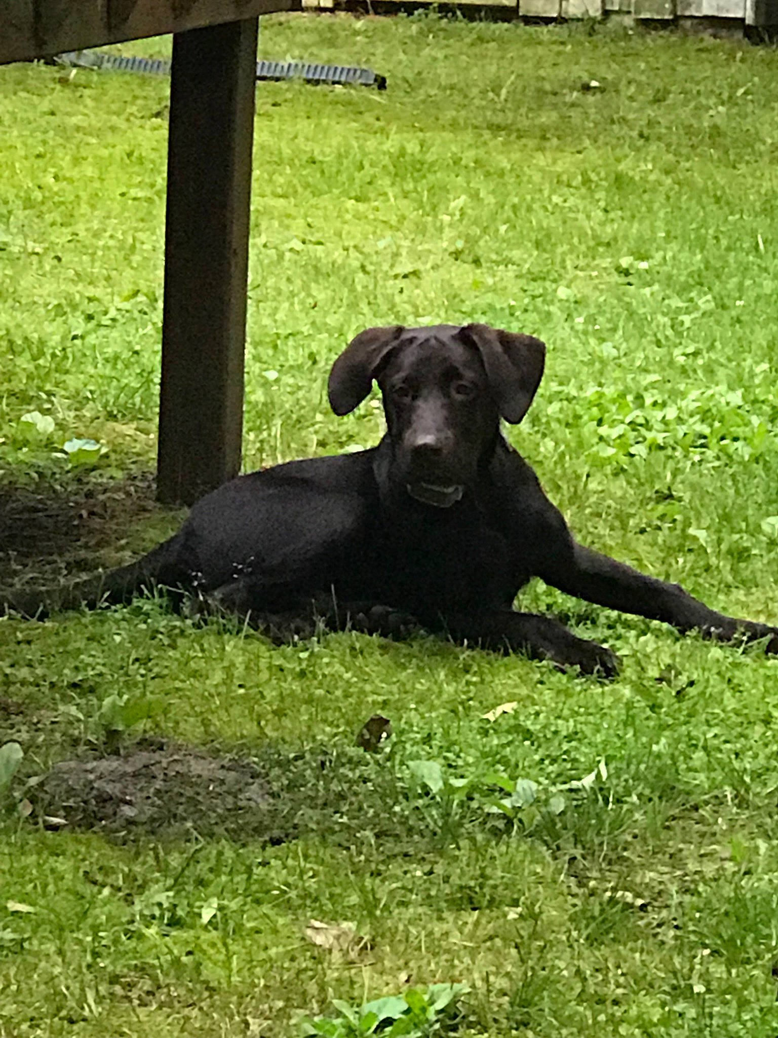 Tate joined the competition — help win amazing prizes! borador, canidae, carnivore, dog, dog_breed, grass, hunting_dog, labrador_retriever, mammal, patterdale_terrier, retriever, snout, sporting_group, vertebrate