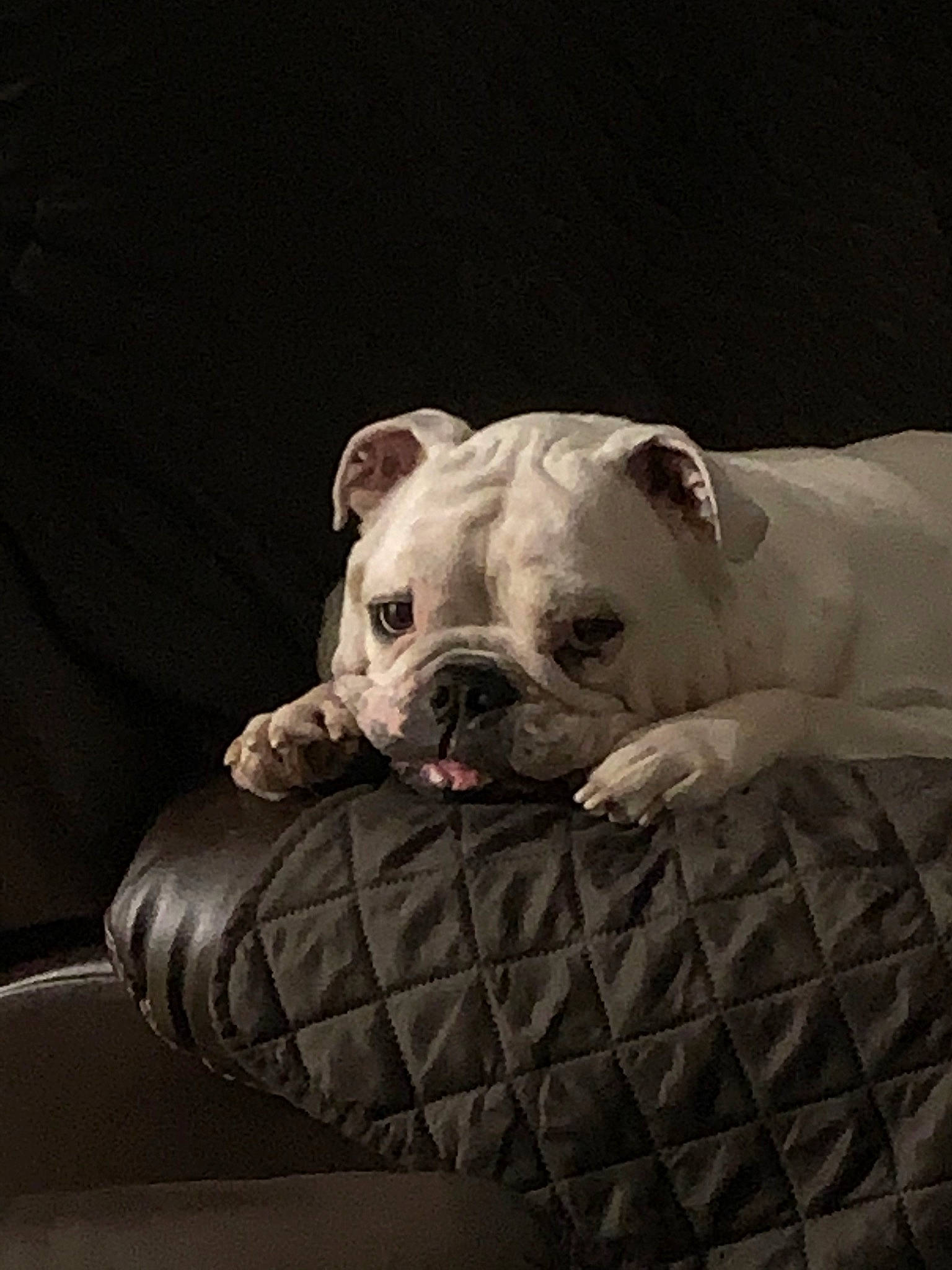 Trooper is registered to the contest to win money with this photo: american_bulldog, australian_bulldog, british_bulldogs, bulldog, canidae, carnivore, companion_dog, dog, dog_breed, fawn, mammal, non_sporting_group, old_english_bulldog, olde_english_bulldogge, puppy, rare_breed_dog, snout, toy_bulldog, white_english_bulldog, wrinkle