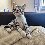 Lilo participe au concours pour gagner de l'argent avec cette photo : kitten, cat, tabby, animal, pet, sitting, portrait, fluffy, fur, whiskers, ears, eyes, paws, blanket, couch, indoor, home, window, natural_light, cute