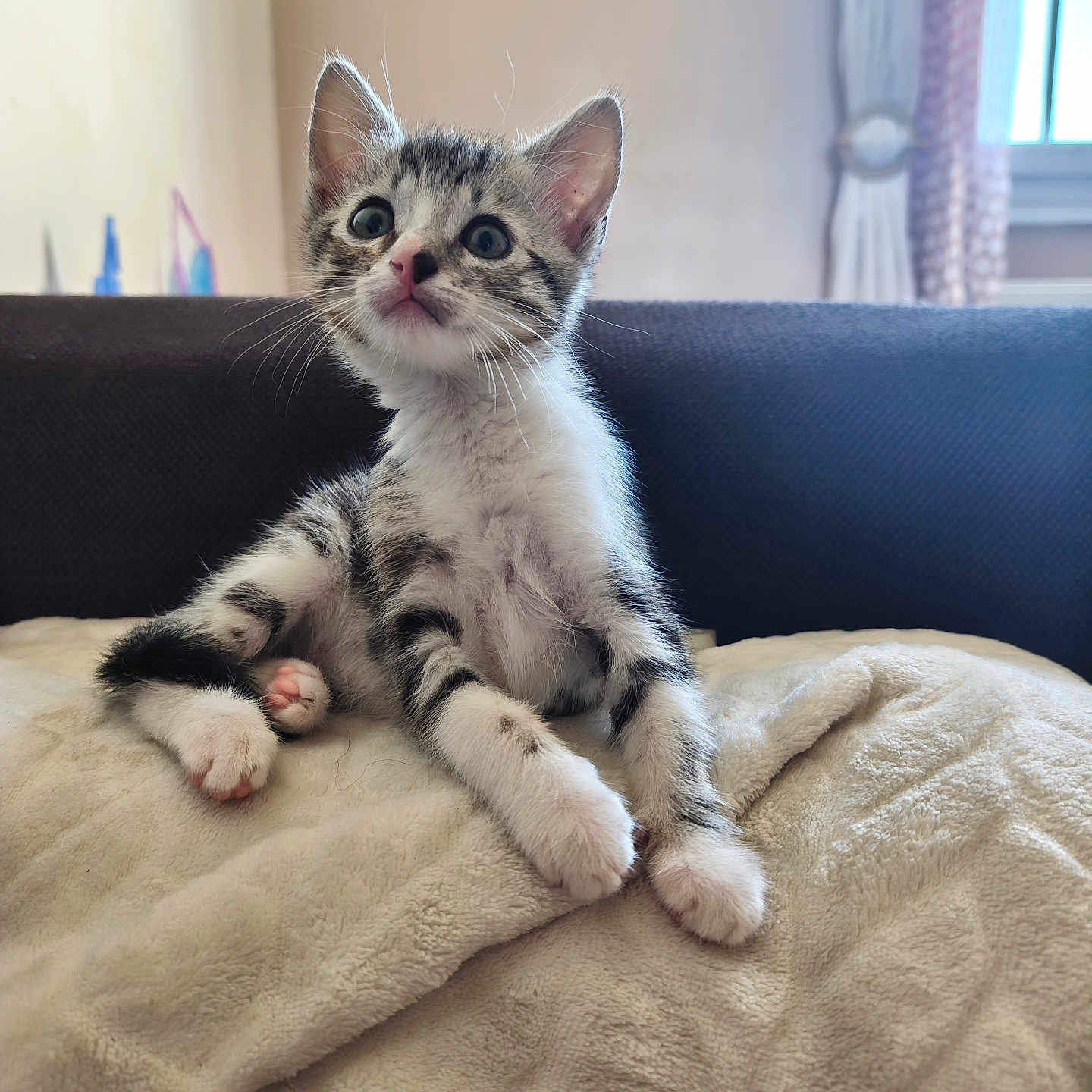 Lilo participe au concours pour gagner de l'argent avec cette photo : kitten, cat, tabby, animal, pet, sitting, portrait, fluffy, fur, whiskers, ears, eyes, paws, blanket, couch, indoor, home, window, natural_light, cute