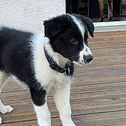 Atlas participe au concours pour gagner de l'argent avec cette photo : puppy, dog, black_and_white, collar, wooden_deck, outdoor, pet, animal, curious, fur, young_dog, domestic_animal, canine, standing, side_view, background_dog, house, flooring, texture, closeup