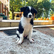 Atlas a rejoint le concours — aidez-le/la à gagner de superbes lots ! animal, black_and_white, canine, concrete, cute, daylight, dog, garden, house, nature, outdoor, patio, pet, plants, puppy, sitting, sunlight, terracotta_pots, trees, young_dog
