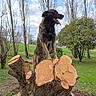 dog, tree_stump, outdoor, nature, grass, park, sky, clouds, tree, bush, canine, animal, tongue_out, standing, cut_tree, greenery, daylight, pet, playful, landscape