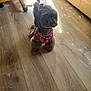 dog, small_dog, indoor, wooden_floor, pink_harness, hair_bow, pet, canine, flooring, natural_light, furniture, couch, chair_leg, cute, fluffy, animal, domestic_animal, companion, sitting, home