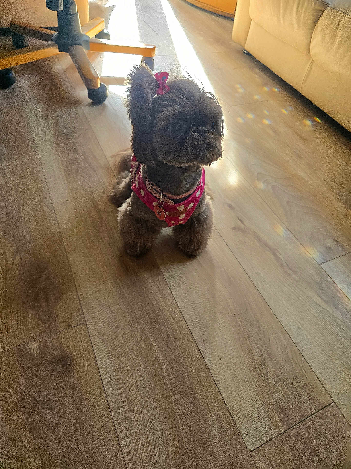 Princess Aurora is registered to the contest to win money with this photo: dog, small_dog, indoor, wooden_floor, pink_harness, hair_bow, pet, canine, flooring, natural_light, furniture, couch, chair_leg, cute, fluffy, animal, domestic_animal, companion, sitting, home