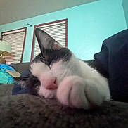 King joined the competition — help win amazing prizes! animal, black_and_white, blinds, cat, close_up, comfortable, couch, cozy, domestic, feline, fur, home, indoor, lamp, paw, relaxation, resting, sleeping, texture, window