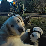 Leucky participe au concours pour gagner de l'argent avec cette photo : dog, plush_toy, outdoor, garden, grass, house, dusk, plant, tree, sky, cloud, fence, animal, pet, toy, nature, yard, blur, fluffy, closeup