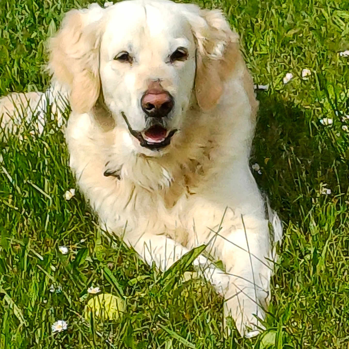 Leucky a rejoint le concours — aidez-le/la à gagner de superbes lots ! dog, golden_retriever, grass, flowers, outdoor, pet, canine, animal, nature, greenery, sunlight, playful, tennis_ball, lying_down, happy, fur, mammal, summer, relaxed, portrait