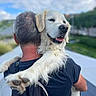 Leucky a rejoint le concours — aidez-le/la à gagner de superbes lots ! dog, golden_retriever, man, backpack, outdoor, sky, clouds, grass, affection, pet, happy, embrace, fur, nature, walking, summer, friendship, canine, leisure, companion