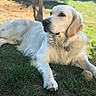 dog, golden_retriever, outdoor, grass, animal, pet, sunlight, tennis_ball, laying_down, fur, collar, nature, canine, relaxed, daylight, mammal, garden, portrait, domestic_animal, summer