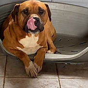 Oscar participe au concours pour gagner de l'argent avec cette photo : dog, tongue, licking, pet, brown_dog, white_chest, plastic_bed, indoor, tile_floor, resting, canine, cute, animal, portrait, paw, ears, nose, furniture, relaxed, companion