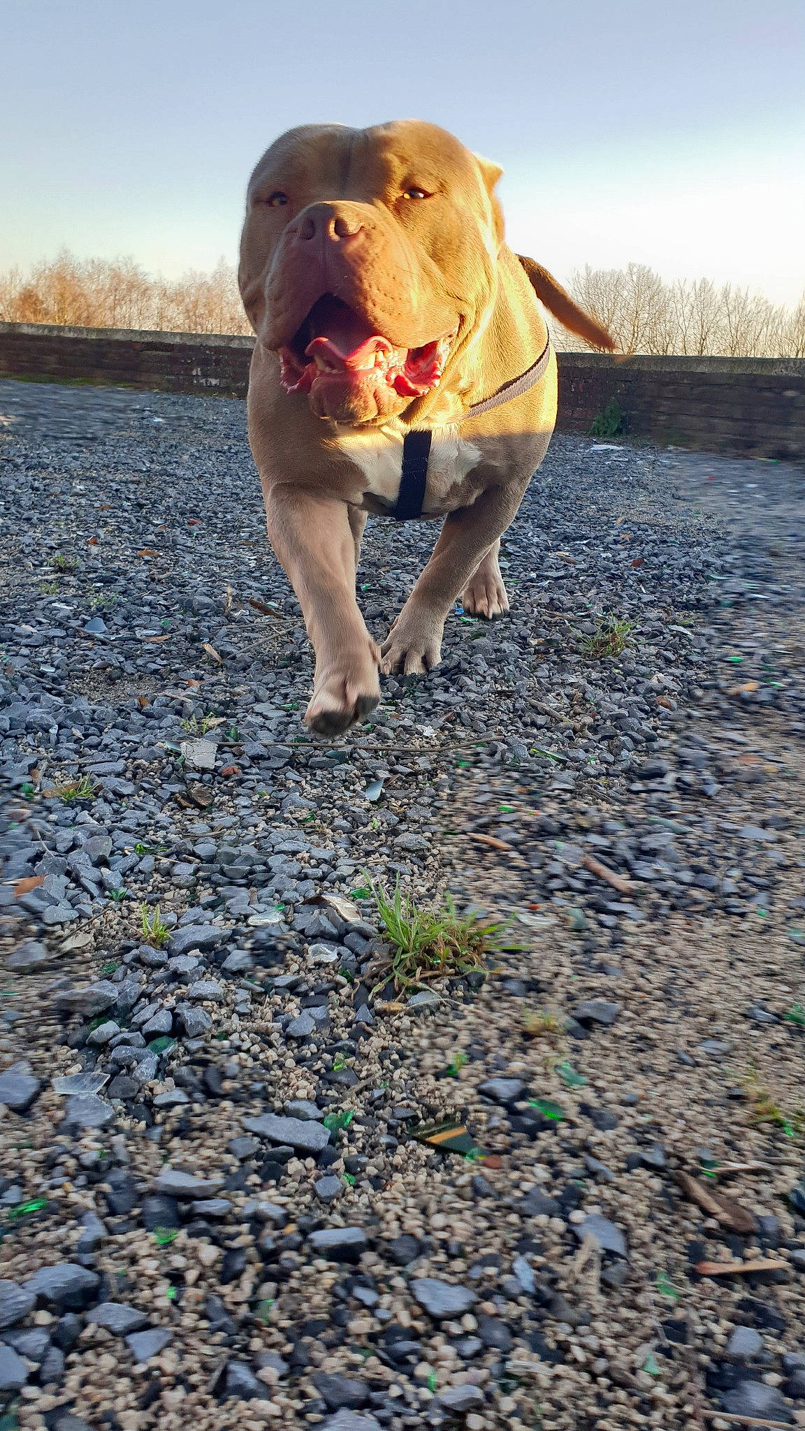 Rina a rejoint le concours — aidez-le/la à gagner de superbes lots ! canidae, carnivore, dog, dog_breed, fawn, mammal, non_sporting_group, shar_pei, snout, sporting_group, vertebrate