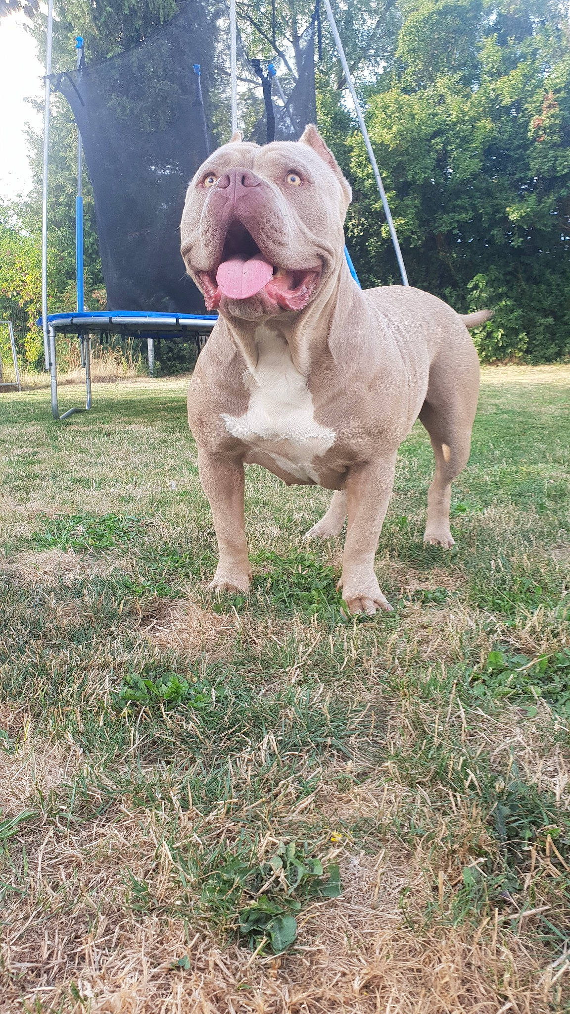 Rina a rejoint le concours — aidez-le/la à gagner de superbes lots ! american_bulldog, american_pit_bull_terrier, australian_bulldog, bulldog, canidae, carnivore, dog, dog_breed, dorset_olde_tyme_bulldogge, fawn, mammal, molosser, non_sporting_group, old_english_bulldog, olde_english_bulldogge, pit_bull, rare_breed_dog, renascence_bulldogge, snout, vertebrate