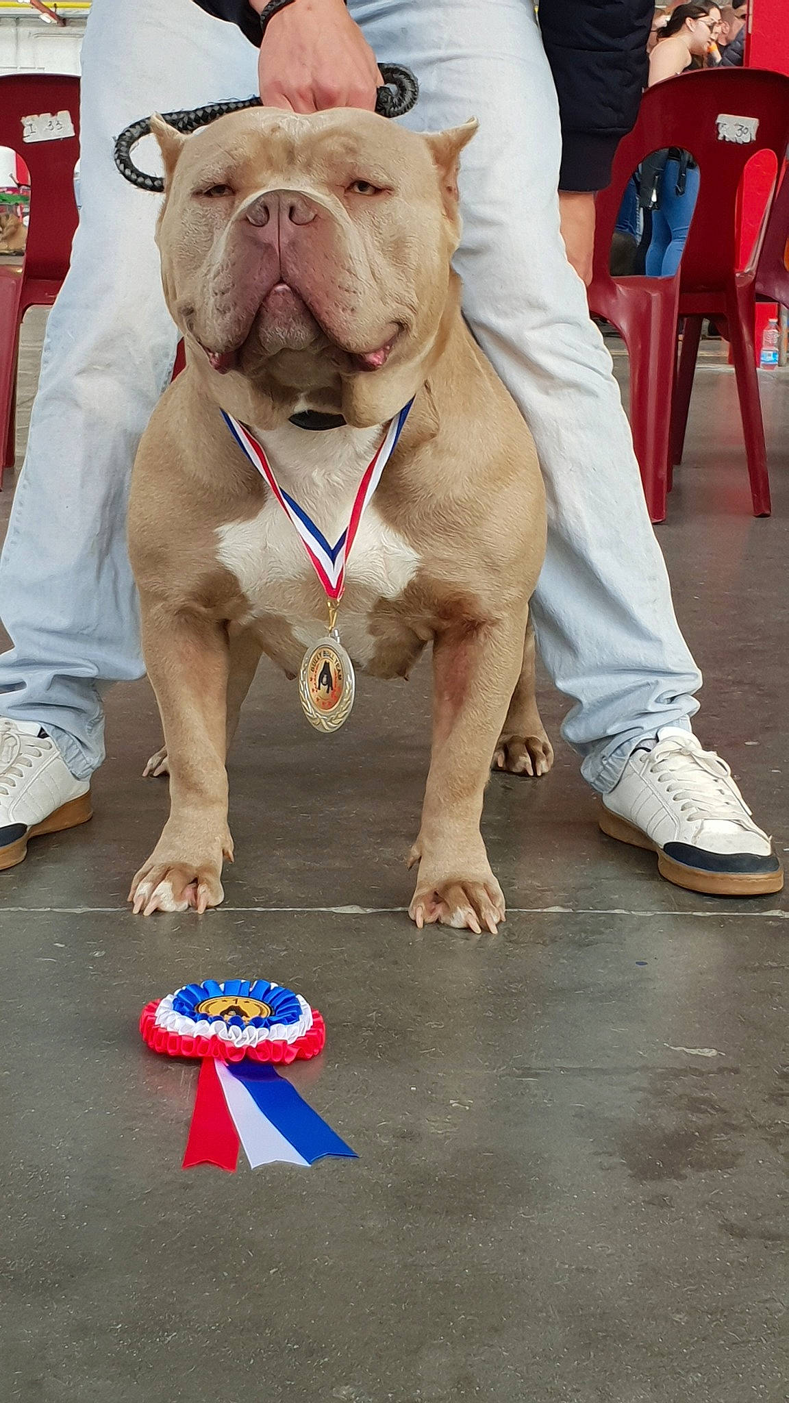 Rina participe au concours pour gagner de l'argent avec cette photo : american_bulldog, british_bulldogs, bulldog, canidae, carnivore, companion_dog, conformation_show, dog, dog_breed, fawn, mammal, non_sporting_group, old_english_bulldog, olde_english_bulldogge, rare_breed_dog, renascence_bulldogge, snout, sporting_group, toy_bulldog, vertebrate