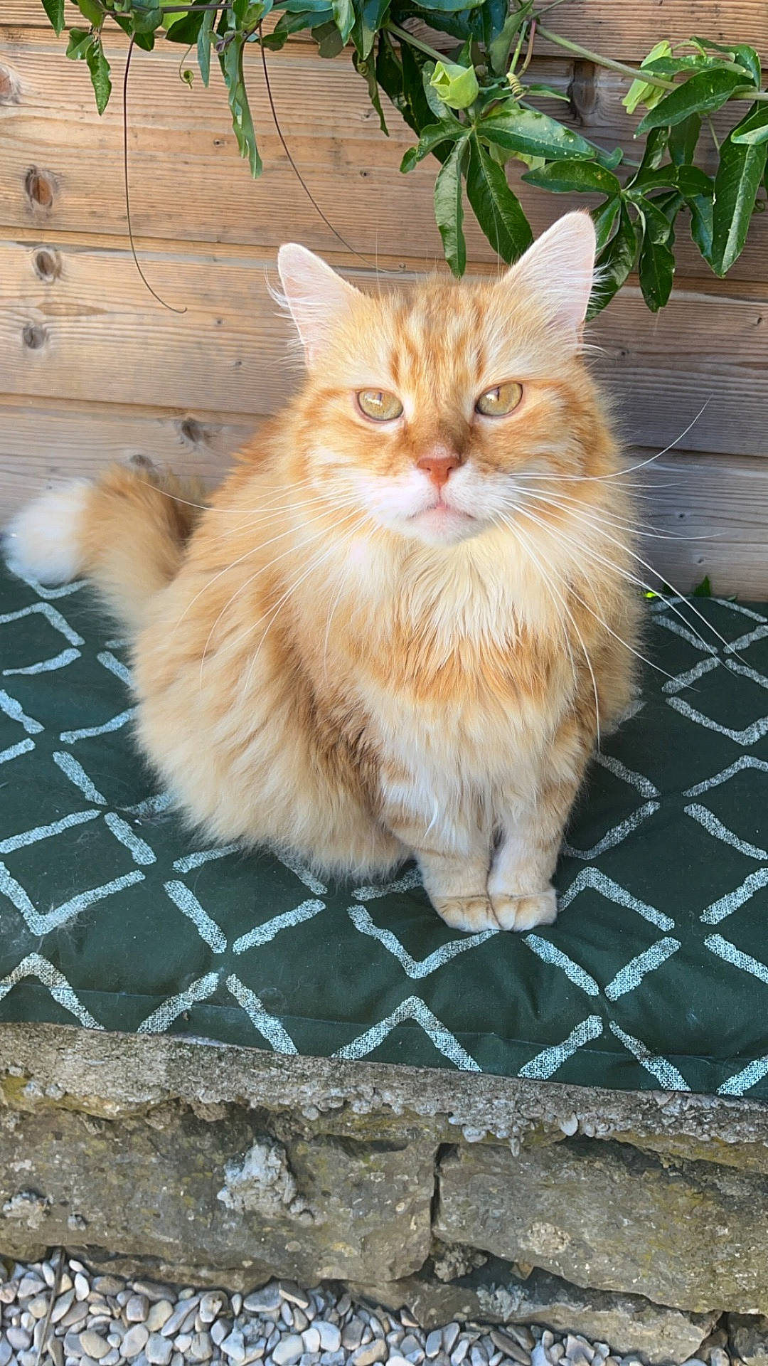 Caramel