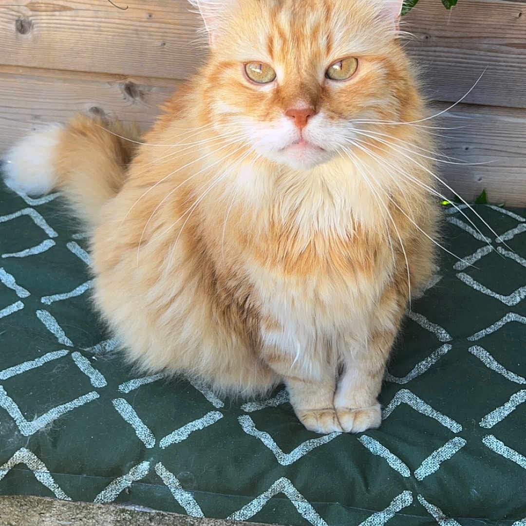 Caramel