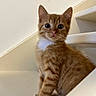 cat, kitten, orange_cat, tabby, white_paws, white_chest, animal, pet, feline, sitting, stairs, staircase, indoors, portrait, cute, fluffy, whiskers, ears, looking_at_camera, home