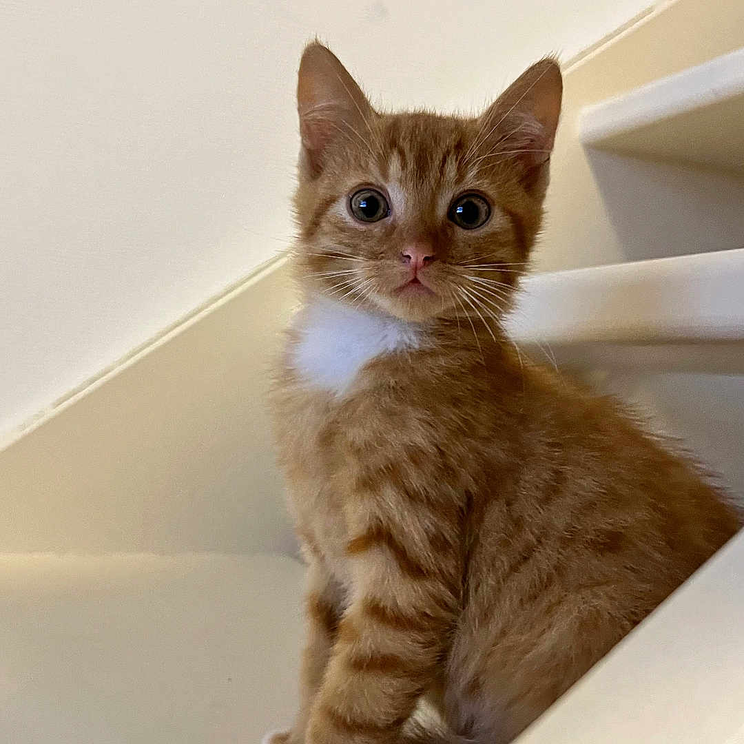 Simba