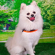 Louky a rejoint le concours — aidez-le/la à gagner de superbes lots ! animal, cherry_blossoms, cute, dog, flowers, fluffy, garden, grass, greenery, happy, leash, nature, outdoor, pet, pomeranian, sitting, small_dog, spring, tongue_out, white_dog
