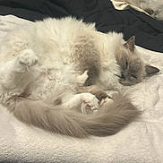 Snowball is registered to the contest to win money with this photo: animal, bed, blanket, cat, cozy, cute, domestic, fluffy, fur, indoor, mammal, napping, paws, pet, relaxed, resting, sleeping, soft, tail, whiskers