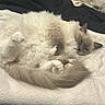 animal, bed, blanket, cat, cozy, cute, domestic, fluffy, fur, indoor, mammal, napping, paws, pet, relaxed, resting, sleeping, soft, tail, whiskers