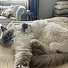 Snowball is registered to the contest to win money with this photo: cat, comfortable, couch, cozy, domestic_animal, feline, fluffy, fur, gray, indoor, living_room, paw, pet, pillow, relaxed, resting, sleepy, soft_surface, stretching, white