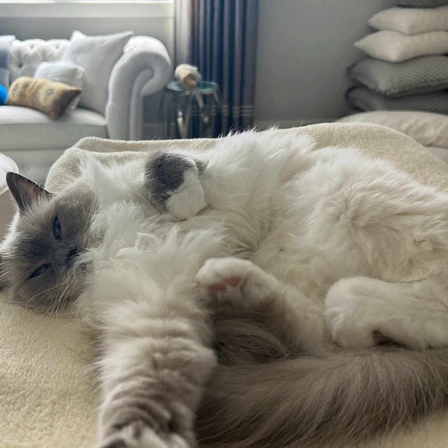 Snowball