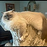 Snowball is registered to the contest to win money with this photo: animal, blue_eyes, cat, chair, cozy, cute, domestic, feline, fluffy, furniture, home, indoor, living_room, long_hair, mammal, pet, portrait, relaxed, resting, tail